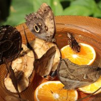 Comenius Projekt 2014