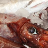 Comenius-Aufenthalt in Murcia / Molina de Segura 2014