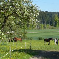 Naturlyrik - Jgst. 2 zu Besuch bei Frau Dillenz