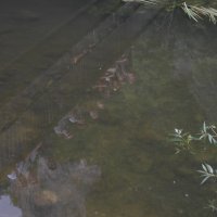 Projekttage 2015: Donautalwanderung