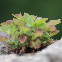 Projekttage 2015: Donautalwanderung