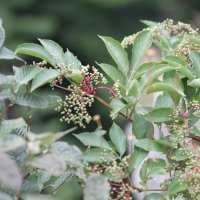 Projekttage 2015: Donautalwanderung