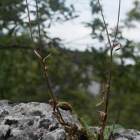 Projekttage 2015: Donautalwanderung