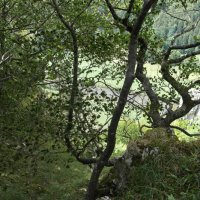 Projekttage 2015: Donautalwanderung