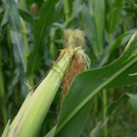 Projekttage 2014: Fotografie